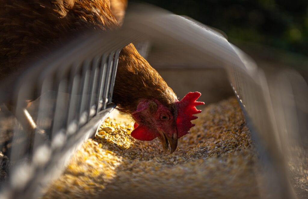 hen, chicken, feeding-5642953.jpg